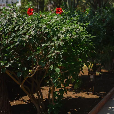 Chiara - Lavi Luxury فيلة كابري