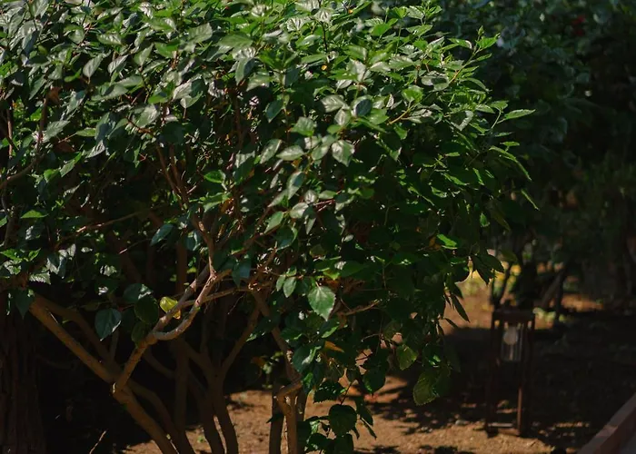 Chiara - Lavi Luxury ヴィラ カプリ