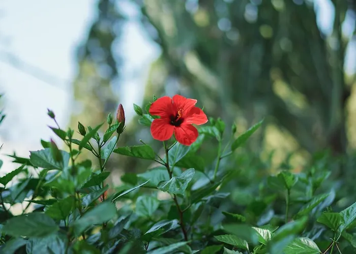 Chiara - Lavi Luxury * カプリ