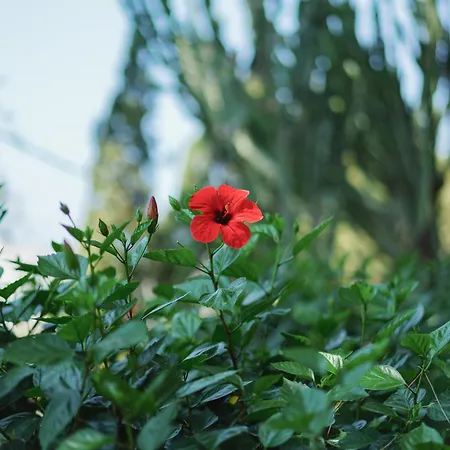 Chiara - Lavi Luxury * Capri